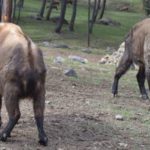 Motithang Takin Preserve