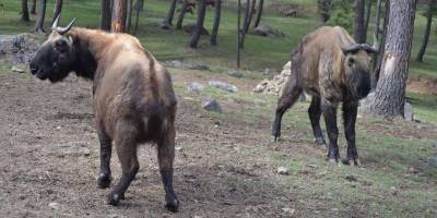 Motithang Takin Preserve
