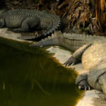 Amo Chu Crocodile Zoo