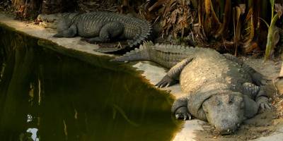 Amo Chu Crocodile Zoo
