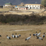 Black Necked Crane