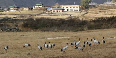 Black Necked Crane