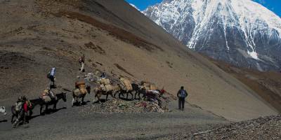 Laya-Gasa Trek