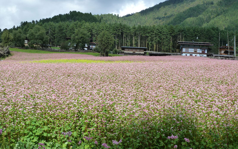Phobjikha valley