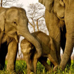 manas wildlife sanctuary
