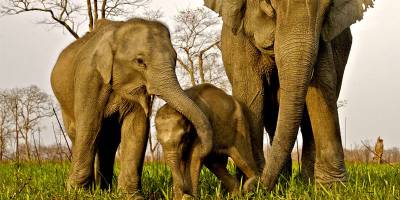 Manas Wildlife Sanctuary