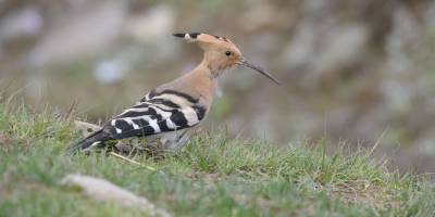 Bird-watching Tour