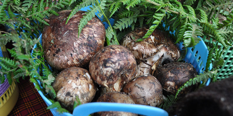 Ura Matsutake Festival